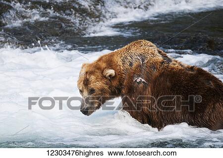Stock Photograph - Brown bear, scarred from years of fighting, fishing in Brooks River, Katmai National Park, Southwest Alaska. Fotosearch