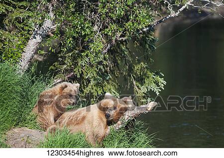 Stock Photograph - Brown bear sow rests on an overhanging spruce trunk with her cub nearby, Brooks River, Katmai National Park, Southwest Alaska. Fotosearch