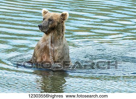 Stock Photograph - Brown bear sow (ursus arctos) keeping an eye on her cub; Alaska, United States of America. Fotosearch