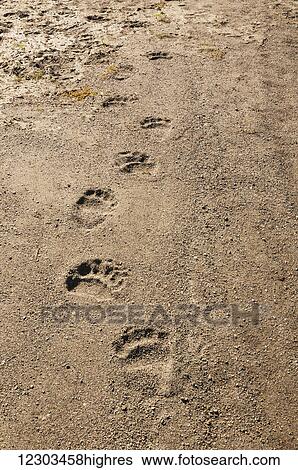 Stock Photograph - Brown bear tracks amble down an Alaskan shoreline, Katmai National Park, Southwest Alaska. Fotosearch
