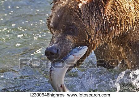 Stock Photograph - Brown bear (Ursus arctos) carrying sockeye salmon (Oncorhynchus nerka) in rapids of Brooks River, Katmai National Park and Preserve, Southwest Alaska. Fotosearch