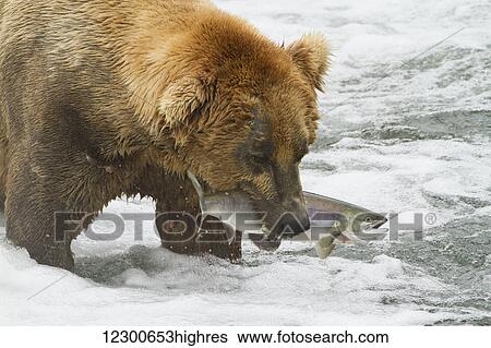 Brown bear (Ursus arctos) carrying sockeye salmon (Oncorhynchus nerka) in rapids of Brooks River, Katmai National Park and Preserve, Southwest Alaska View Large Photo Image Stock Photograph - Brown bear (Ursus arctos) carrying sockeye salmon (Oncorhynchus nerka) in rapids of Brooks River, Katmai National Park and Preserve, Southwest Alaska. Fotosearch