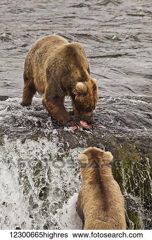 Brown bear (Ursus arctos) eating sockeye salmon at Brooks Falls with a subadult bear begging for scraps from below falls, Katmai National Park and Preserve, Southwest Alaska View Large Photo Image Stock Photograph - Brown bear (Ursus arctos) eating sockeye salmon at Brooks Falls with a subadult bear begging for scraps from below falls, Katmai National Park and Preserve, Southwest Alaska. Fotosearch