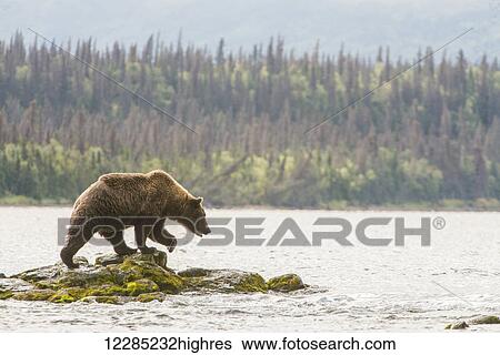 Stock Photograph - Brown Bear (Ursus arctos) fishing in river; Alaska, United States of America. Fotosearch