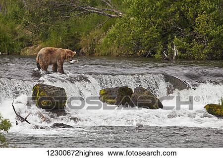 Stock Photograph - Brown bear (Ursus arctos) in Brooks River above Brooks Falls carrying a Sockeye salmon, Katmai Nationial Park and Preserve, Southwest Alaska. Fotosearch