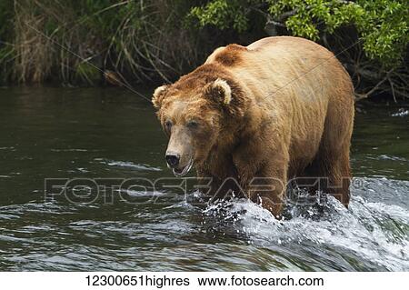 Brown bear (Ursus arctos) large male wading in Brooks River while fishing for sockeye salmon, Katmai National Park and Preserve, Southwest Alaska View Large Photo Image Stock Photograph - Brown bear (Ursus arctos) large male wading in Brooks River while fishing for sockeye salmon, Katmai National Park and Preserve, Southwest Alaska. Fotosearch