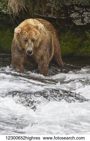 Stock Photograph - Brown bear (Ursus arctos) large male wading in Brooks River while fishing for sockeye salmon, Katmai National Park and Preserve, Southwest Alaska. Fotosearch