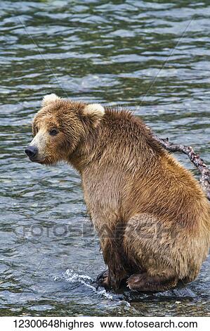 Stock Photograph - Brown bear (Ursus arctos) sitting on rock in Brooks River while fishing for sockeye salmon, Katmai National Park and Preserve, Southwest Alaska. Fotosearch