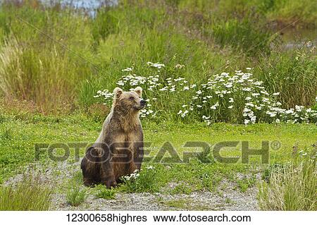 Stock Photograph - Brown bear (Ursus arctos) sitting on vegetated bank of Brooks River while fishing for sockeye salmon, Katmai National Park and Preserve, Southwest Alaska. Fotosearch