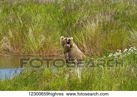 Brown bear (Ursus arctos) sitting on vegetated bank of Brooks River while fishing for sockeye salmon, Katmai National Park and Preserve, Southwest Alaska View Large Photo Image Stock Photograph - Brown bear (Ursus arctos) sitting on vegetated bank of Brooks River while fishing for sockeye salmon, Katmai National Park and Preserve, Southwest Alaska. Fotosearch