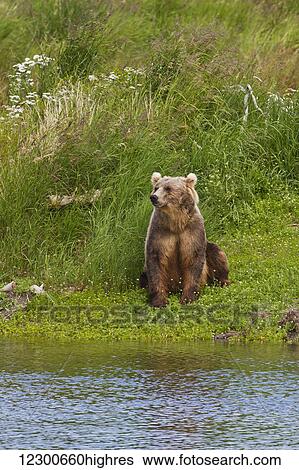 Stock Photograph - Brown bear (Ursus arctos) sitting on vegetated bank of Brooks River while fishing for sockeye salmon, Katmai National Park and Preserve, Southwest Alaska. Fotosearch