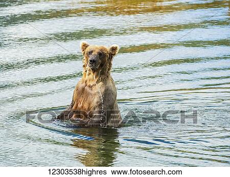 Brown bear (Ursus arctos) sow fishes for salmon in deeper water, Katmai National Park; Alaska, United States of America View Large Photo Image Stock Photograph - Brown bear (Ursus arctos) sow fishes for salmon in deeper water, Katmai National Park; Alaska, United States of America. Fotosearch