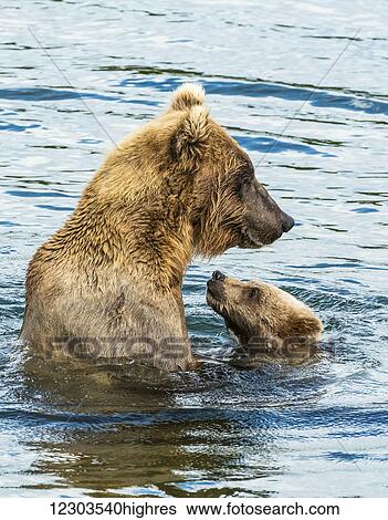 Stock Photograph - Brown bear (ursus arctos) sow spending time with her cub in the river; Alaska, United States of America. Fotosearch