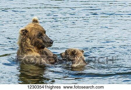 Brown bear (ursus arctos) sow spending time with her cub in the river; Alaska, United States of America View Large Photo Image Stock Photograph - Brown bear (ursus arctos) sow spending time with her cub in the river; Alaska, United States of America. Fotosearch