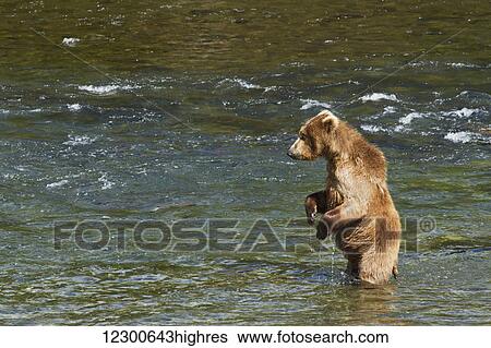 Brown bear (Ursus arctos) standing in Brooks River while fishing for sockeye salmon, Katmai National Park and Preserve, Southwest Alaska View Large Photo Image Stock Photograph - Brown bear (Ursus arctos) standing in Brooks River while fishing for sockeye salmon, Katmai National Park and Preserve, Southwest Alaska. Fotosearch