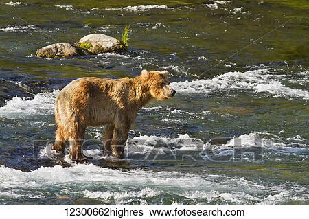 Stock Photograph - Brown bear (Ursus arctos) standing in Brooks River while fishing for sockeye salmon, Katmai National Park and Preserve, Southwest Alaska. Fotosearch