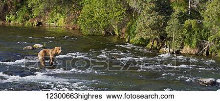 Stock Photograph - Brown bear (Ursus arctos) standing in Brooks River while fishing for sockeye salmon, Katmai National Park and Preserve, Southwest Alaska. Fotosearch