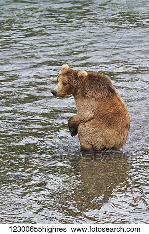 Stock Photograph - Brown bear (Ursus arctos) subadult sitting on rock in Brooks River while fishing for sockeye salmon, Katmai National Park and Preserve, Southwest Alaska. Fotosearch