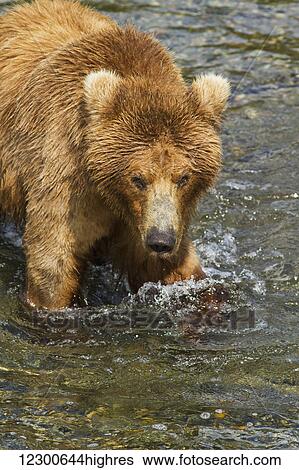 Brown bear (Ursus arctos) wading in Brooks River while fishing for sockeye salmon, Katmai National Park and Preserve, Southwest Alaska View Large Photo Image Stock Photograph - Brown bear (Ursus arctos) wading in Brooks River while fishing for sockeye salmon, Katmai National Park and Preserve, Southwest Alaska. Fotosearch