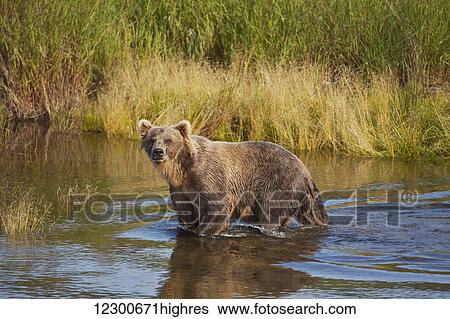 Stock Photograph - Brown bear (Ursus arctos) wading in lower Brooks River while fishing for sockeye salmon, Katmai National Park and Preserve, Southwest Alaska. Fotosearch