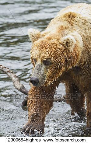 Stock Photograph - Brown bear (Ursus arctos) walking in Brooks River while fishing for sockeye salmon, Katmai National Park and Preserve, Southwest Alaska. Fotosearch