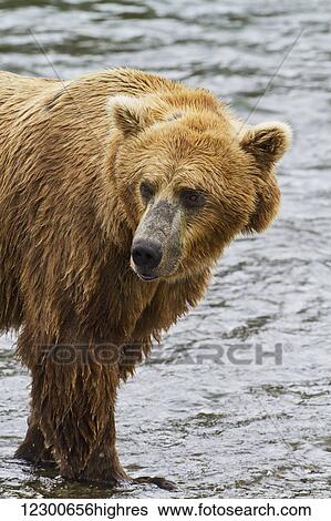 Brown bear (Ursus arctos) walking in Brooks River while fishing for sockeye salmon, Katmai National Park and Preserve, Southwest Alaska View Large Photo Image Stock Photograph - Brown bear (Ursus arctos) walking in Brooks River while fishing for sockeye salmon, Katmai National Park and Preserve, Southwest Alaska. Fotosearch