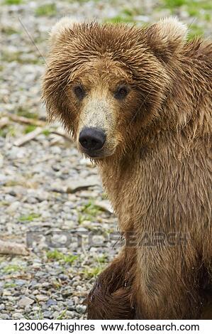 Brown bear (Ursus arctos) walking on vegetated gravel bar while fishing for sockeye salmon, Katmai National Park and Preserve, Southwest Alaska View Large Photo Image Stock Photograph - Brown bear (Ursus arctos) walking on vegetated gravel bar while fishing for sockeye salmon, Katmai National Park and Preserve, Southwest Alaska. Fotosearch