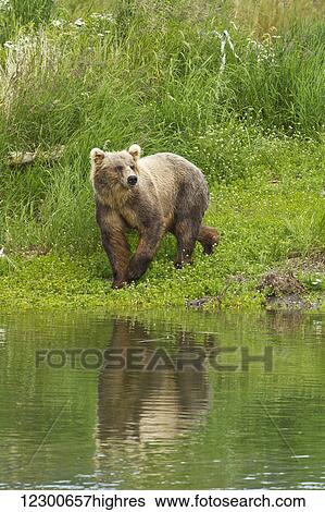 Brown bear (Ursus arctos) walking on vegetated bank of Brooks River while fishing for sockeye salmon, Katmai National Park and Preserve, Southwest Alaska View Large Photo Image Stock Photograph - Brown bear (Ursus arctos) walking on vegetated bank of Brooks River while fishing for sockeye salmon, Katmai National Park and Preserve, Southwest Alaska. Fotosearch