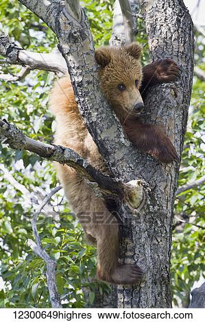 Stock Photograph - Brown bear (Ursus arctos) yearling cub climbing down from balsam poplar tree (Populus balsamifera) in summer, Katmai National Park and Preserve, Southwest Alaska. Fotosearch