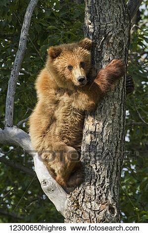 Stock Photograph - Brown bear (Ursus arctos) yearling cub climbing down from balsam poplar tree (Populus balsamifera) in summer, Katmai National Park and Preserve, Southwest Alaska. Fotosearch