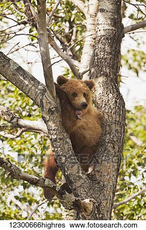 Brown bear (Ursus arctos) yearling cub, abandoned by mother, resting in cottonwood tree (Populus balsamifera), Katmai National Park and Preserve, Southwest Alaska View Large Photo Image Stock Photograph - Brown bear (Ursus arctos) yearling cub, abandoned by mother, resting in cottonwood tree (Populus balsamifera), Katmai National Park and Preserve, Southwest Alaska. Fotosearch
