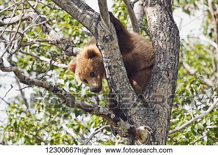 Stock Photograph - Brown bear (Ursus arctos) yearling cub, abandoned by mother, resting in cottonwood tree (Populus balsamifera), Katmai National Park and Preserve, Southwest Alaska. Fotosearch