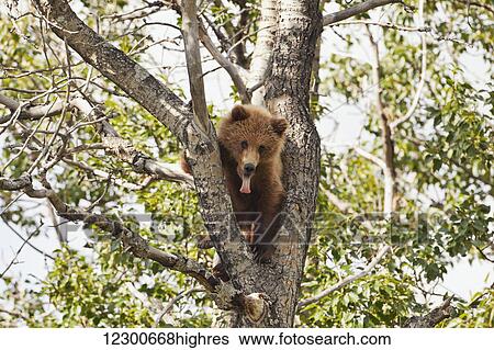 Brown bear (Ursus arctos) yearling cub, abandoned by mother, resting in cottonwood tree (Populus balsamifera), Katmai National Park and Preserve, Southwest Alaska View Large Photo Image Stock Photograph - Brown bear (Ursus arctos) yearling cub, abandoned by mother, resting in cottonwood tree (Populus balsamifera), Katmai National Park and Preserve, Southwest Alaska. Fotosearch
