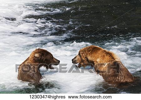 Stock Photograph - Brown bears face off at Brooks falls, Katmai National Park, Southwest Alaska. Fotosearch