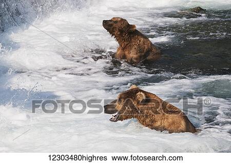 Stock Photograph - Brown bears in the Jacuzzi at Brooks falls are trusting the confusion of this rolling water to help them catch salmon, Katmai National Park, Southwest Alaska. Fotosearch
