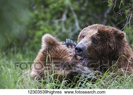 Brown bears (ursus arctic) play fighting; Alaska, United States of America View Large Photo Image Stock Photograph - Brown bears (ursus arctic) play fighting; Alaska, United States of America. Fotosearch
