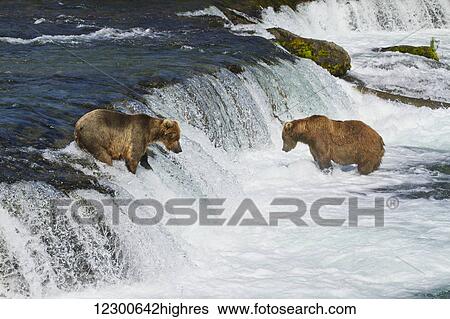 Stock Photograph - Brown bears (Ursus arctos) fishing for sockeye salmon at Brooks Falls, Brooks River, Katmai National Park and Preserve, Southwest Alaska. Fotosearch