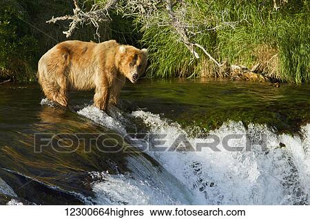 Stock Photograph - Brown bears (Ursus arctos) standing in rapids above Brooks Falls, Brooks River while fishing for sockeye salmon, Katmai National Park and Preserve, Southwest Alaska. Fotosearch