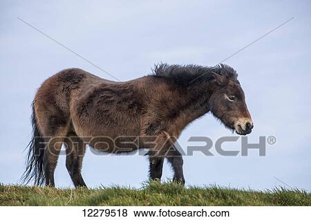 Brown horse walking on grass with blue sky background; South Shields, Tyne and Wear, England View Large Photo Image Stock Photo - Brown horse walking on grass with blue sky background; South Shields, Tyne and Wear, England. Fotosearch