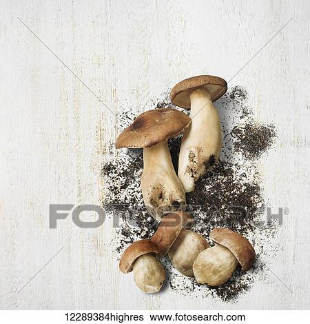 Stock Photograph - Brown mushrooms with soil on a white background; Toronto, Ontario, Canada. Fotosearch