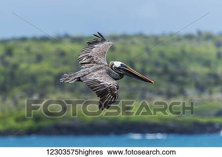 Stock Photograph - Brown pelican (Pelecanus occidentalis) gliding above sea by coast; Galapagos Islands, Ecuador. Fotosearch