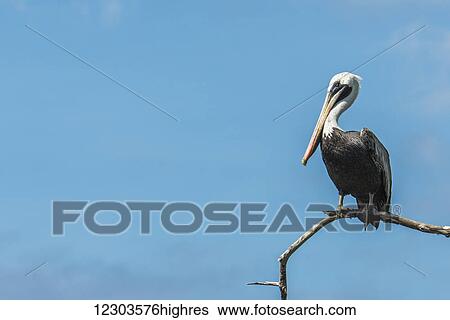 Stock Photograph - Brown pelican (Pelecanus occidentalis) on branch against blue sky; Galapagos Islands, Ecuador. Fotosearch