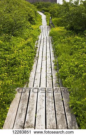 Brush and flowers overgrowing a weathered boardwalk path, Sand Point, Popof Island, Southwestern Alaska, USA, Summer View Large Photo Image Stock Image - Brush and flowers overgrowing a weathered boardwalk path, Sand Point, Popof Island, Southwestern Alaska, USA, Summer. Fotosearch