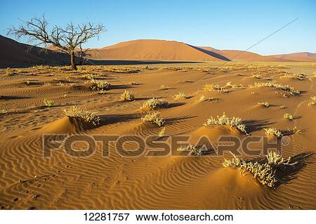 Brush growing in the desert; Sossusvlei, Namibia View Large Photo Image Stock Photo - Brush growing in the desert; Sossusvlei, Namibia. Fotosearch