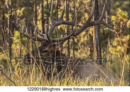 Stock Photograph - Bull elk (Cervus canadensis), Jasper National Park; Alberta, Canada. Fotosearch