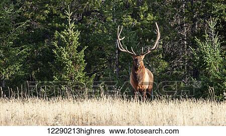 Bull elk (Cervus canadensis), Jasper National Park; Alberta, Canada View Large Photo Image Stock Photograph - Bull elk (Cervus canadensis), Jasper National Park; Alberta, Canada. Fotosearch