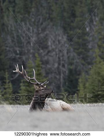 Bull elk (Cervus canadensis), Jasper National Park; Alberta, Canada View Large Photo Image Stock Photograph - Bull elk (Cervus canadensis), Jasper National Park; Alberta, Canada. Fotosearch