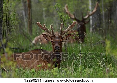 Stock Photograph - Bull elk (Cervus canadensis) resting in tall grasses, Banff National Park; Alberta, Canada. Fotosearch