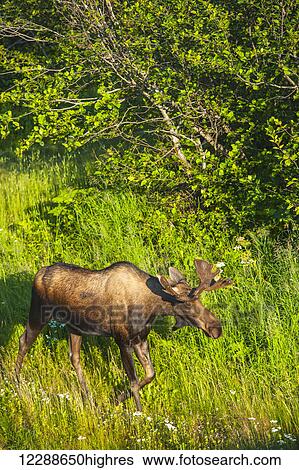 Bull moose in velvet, Kincaid Park, Anchorage, Southcentra Alaska, summer View Large Photo Image Stock Photograph - Bull moose in velvet, Kincaid Park, Anchorage, Southcentra Alaska, summer. Fotosearch