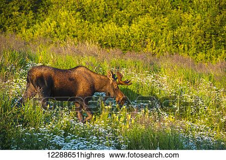 Bull moose in velvet, Kincaid Park, Anchorage, Southcentra Alaska, summer View Large Photo Image Stock Photograph - Bull moose in velvet, Kincaid Park, Anchorage, Southcentra Alaska, summer. Fotosearch